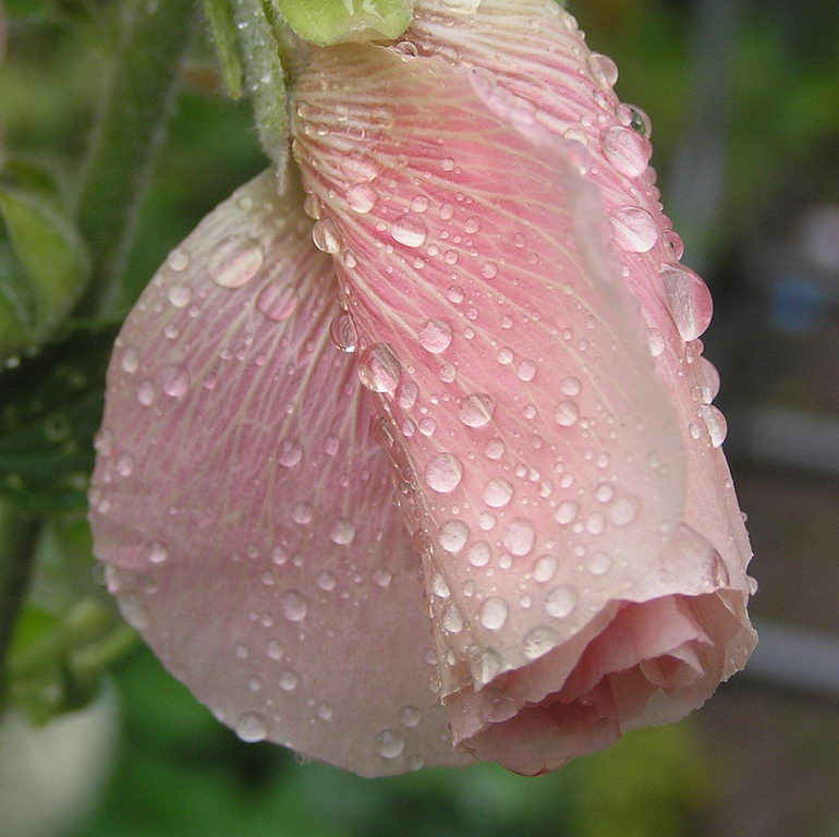 معرفی و راهنمای پرورش گیاهان زینتی - گل ختمی